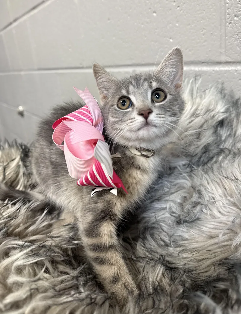 Purrfect Brittany thumbnail 3