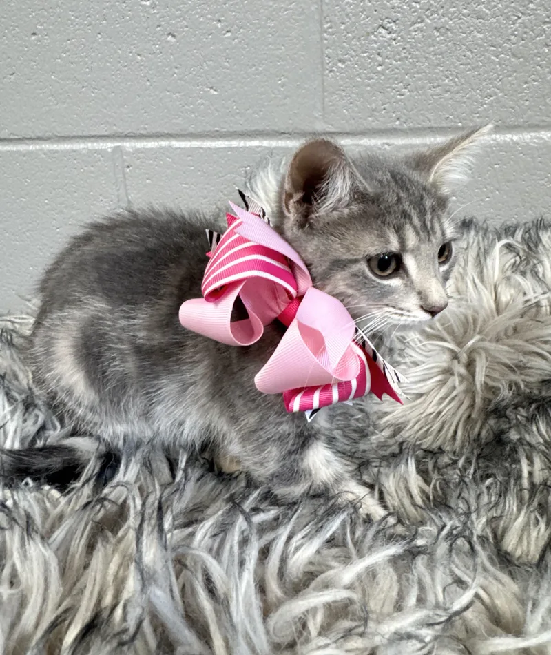 Purrfect Brittany thumbnail 4
