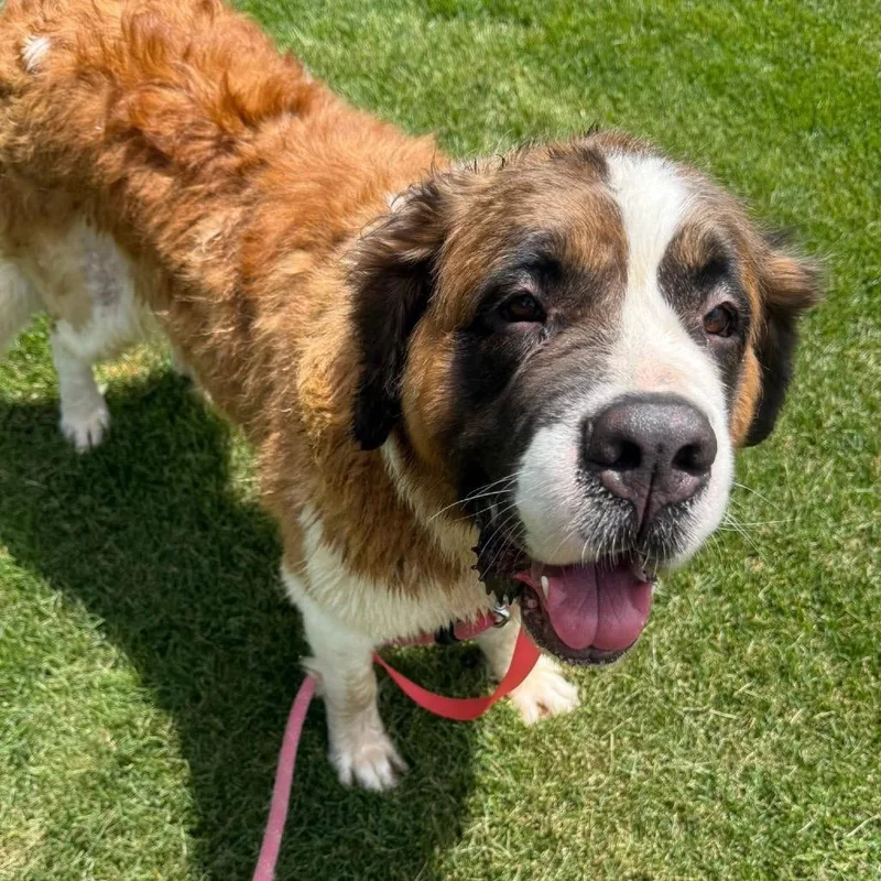 An adult extra large-sized female White / Cream Saint Bernard dog named Grace Kelly for adoption in St. Charles, IL
