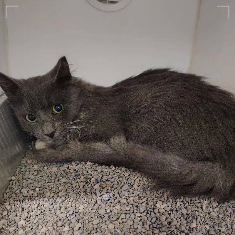 A young medium-sized male Gray / Blue / Silver Domestic Long Hair cat named Haunted Bash for adoption in Dearborn, MI