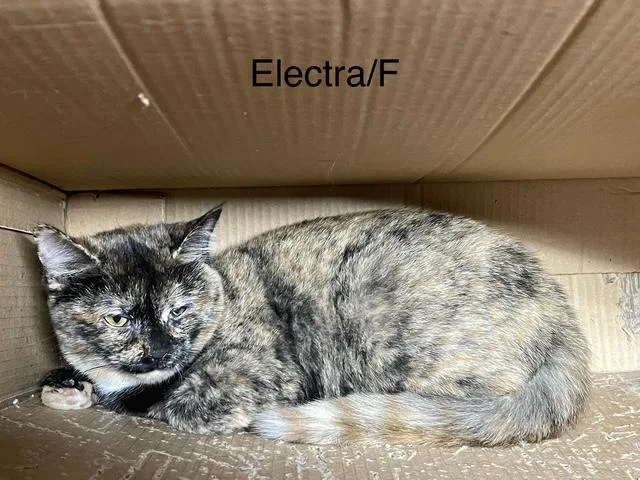 Electra
