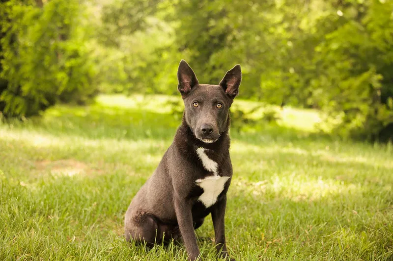 An adult medium-sized male Gray / Blue / Silver Belgian Shepherd / Malinois dog named Zeus Ragnar Transport for adoption in Gradyville, KY