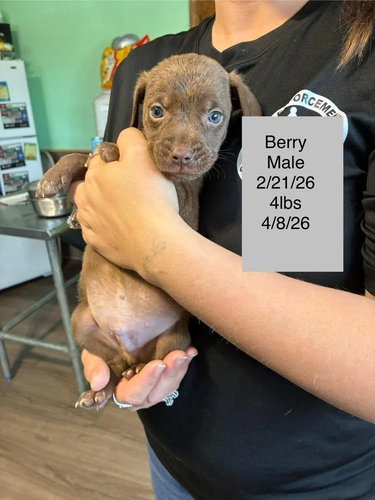 A baby small-sized male Brown / Chocolate Terrier dog named Berry for adoption in Colorado Springs, CO