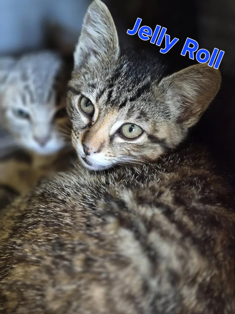 A baby small-sized male Domestic Short Hair cat named Jelly Roll for adoption in Lynchburg, TN