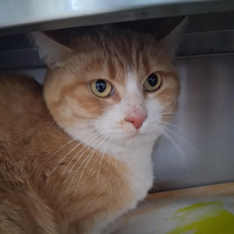 An adult medium-sized female Buff / Tan / Fawn Domestic Short Hair cat named Twitchy for adoption in Fort Bragg, CA