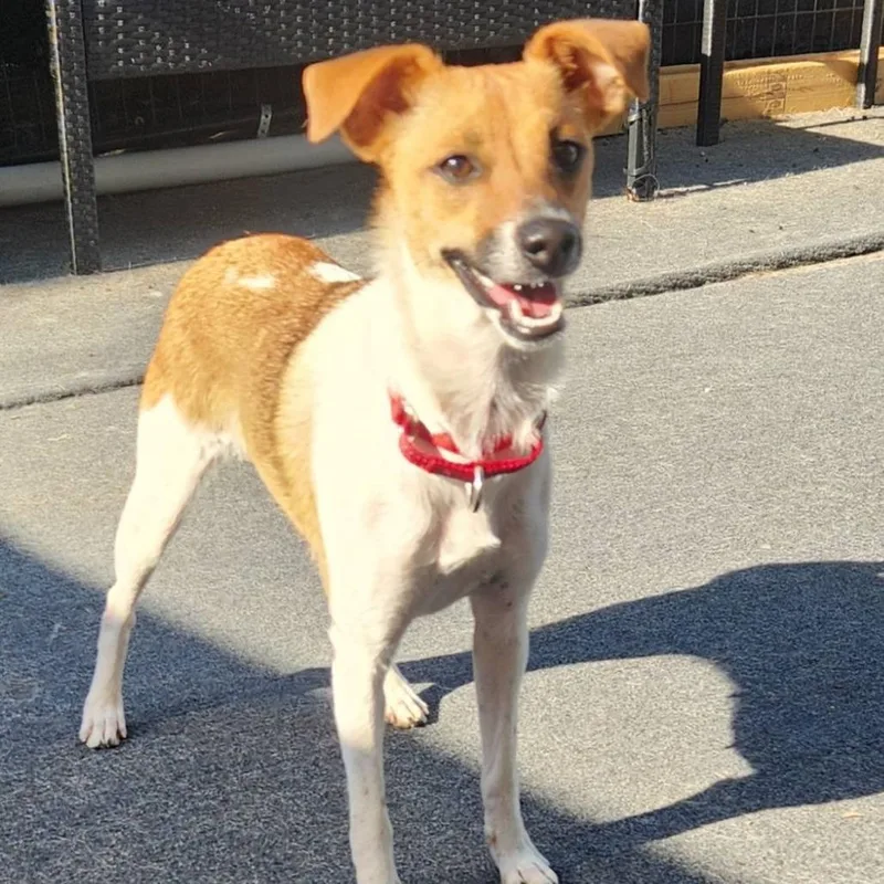 An adult small-sized female Yellow / Tan / Blond / Fawn Jack Russell Terrier dog named Delilah for adoption in Cleveland, TN