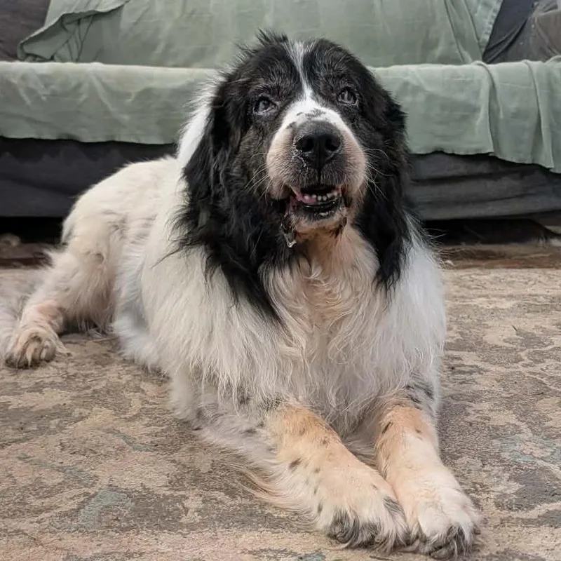 Otto