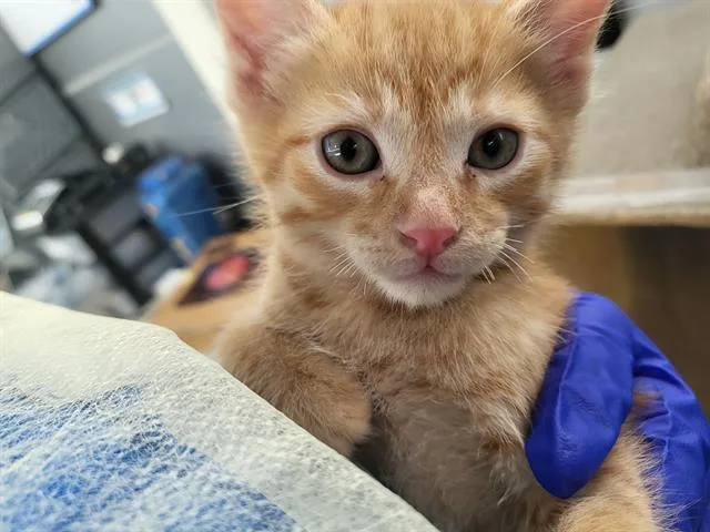 A baby medium-sized male Domestic Medium Hair cat named Atlas for adoption in Dallas, TX