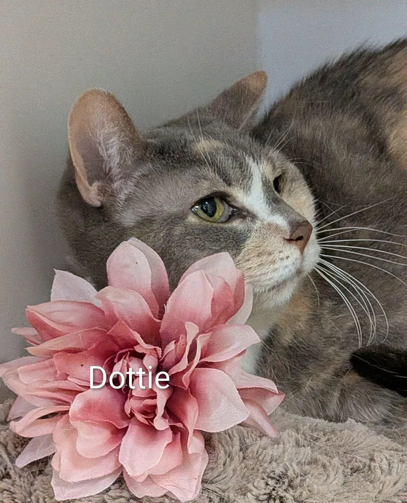 A senior medium-sized female Dilute Calico Domestic Short Hair cat named Dottie for adoption in Flint, MI