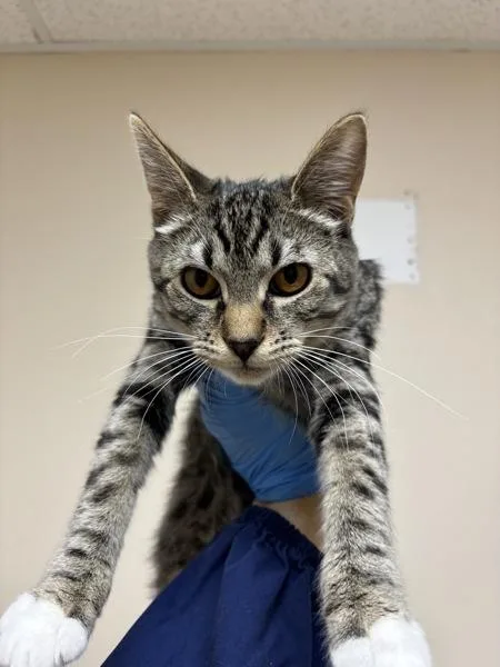 A baby small-sized female Domestic Short Hair cat named Betty for adoption in Sherwood, OR