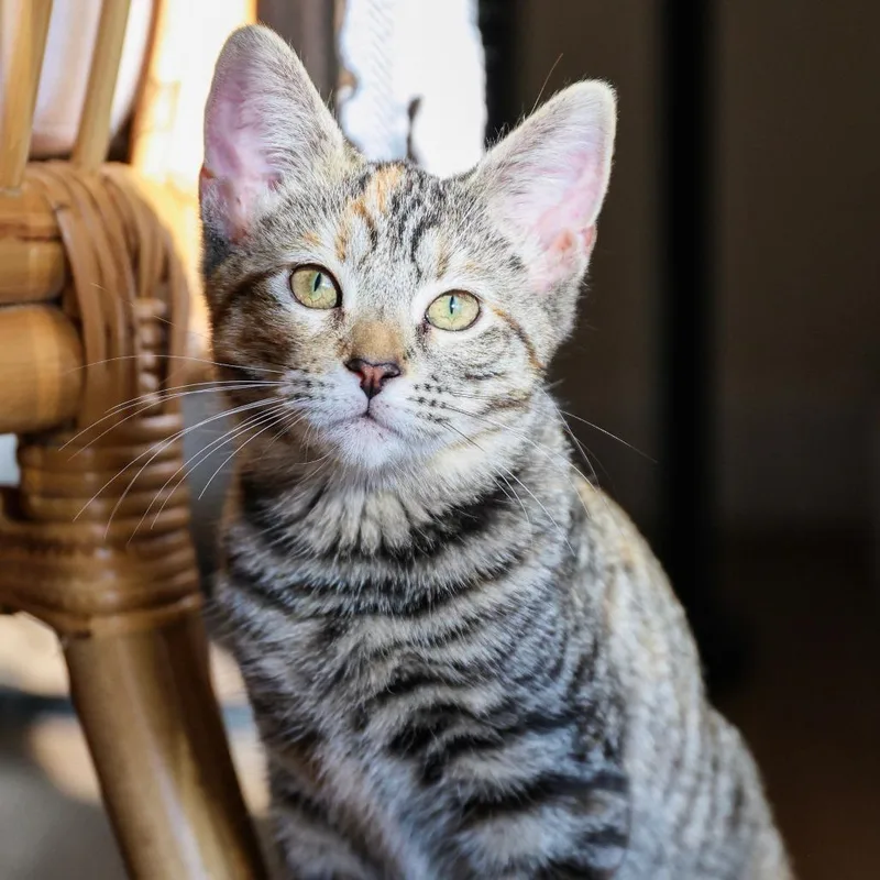 A baby small-sized female Brown / Chocolate Domestic Short Hair cat named Blossom for adoption in Long Beach, CA