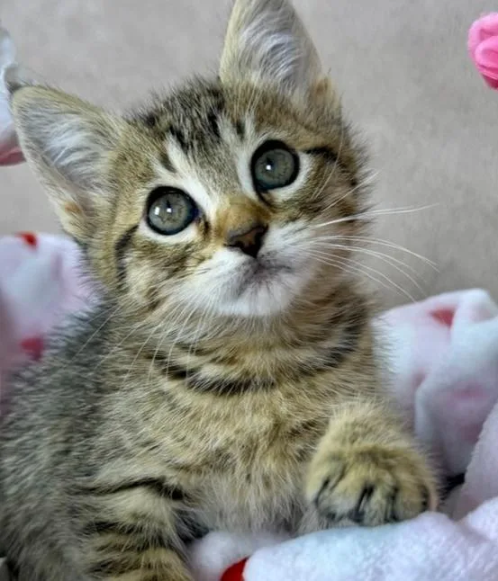 A baby medium-sized female Tabby (Brown / Chocolate) Domestic Short Hair cat named Minnow for adoption in Salinas, CA