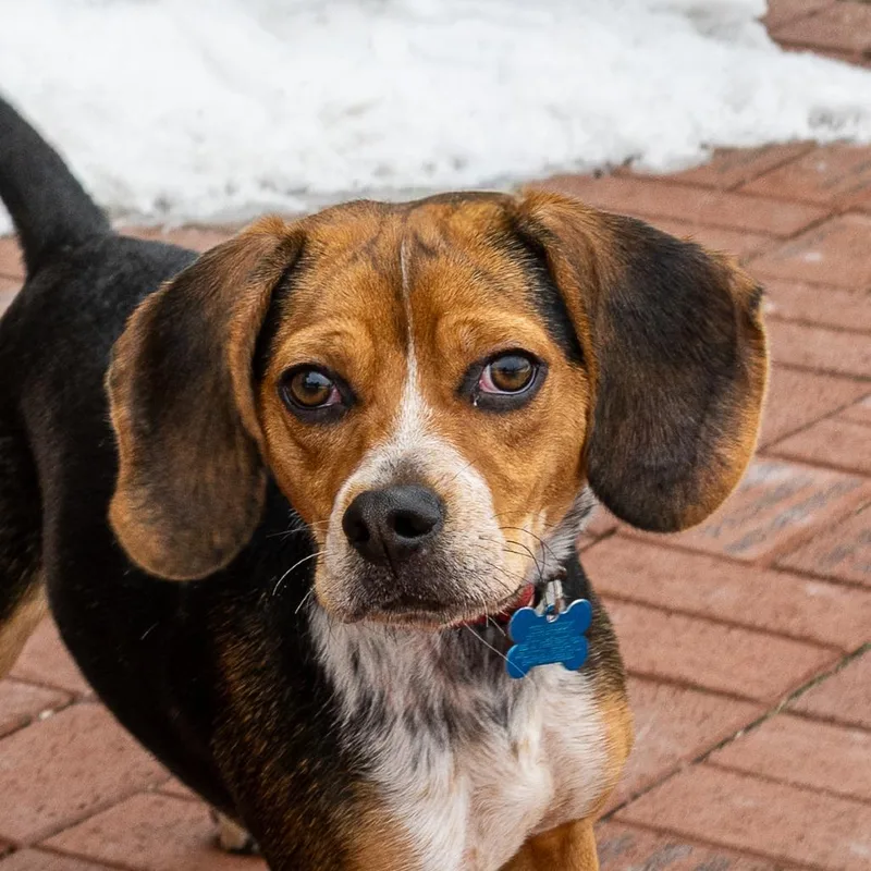 An adult small-sized female Brown / Chocolate Beagle dog named Dolly for adoption in Arlington Heights, IL