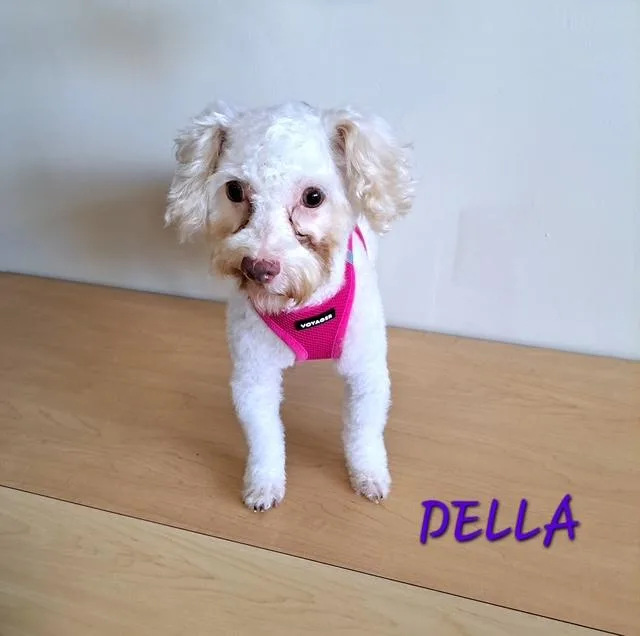 An adult small-sized female Poodle (Toy) dog named Della for adoption in Maitland, FL