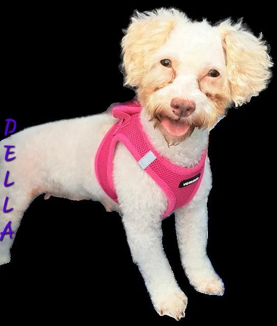 Della thumbnail 2