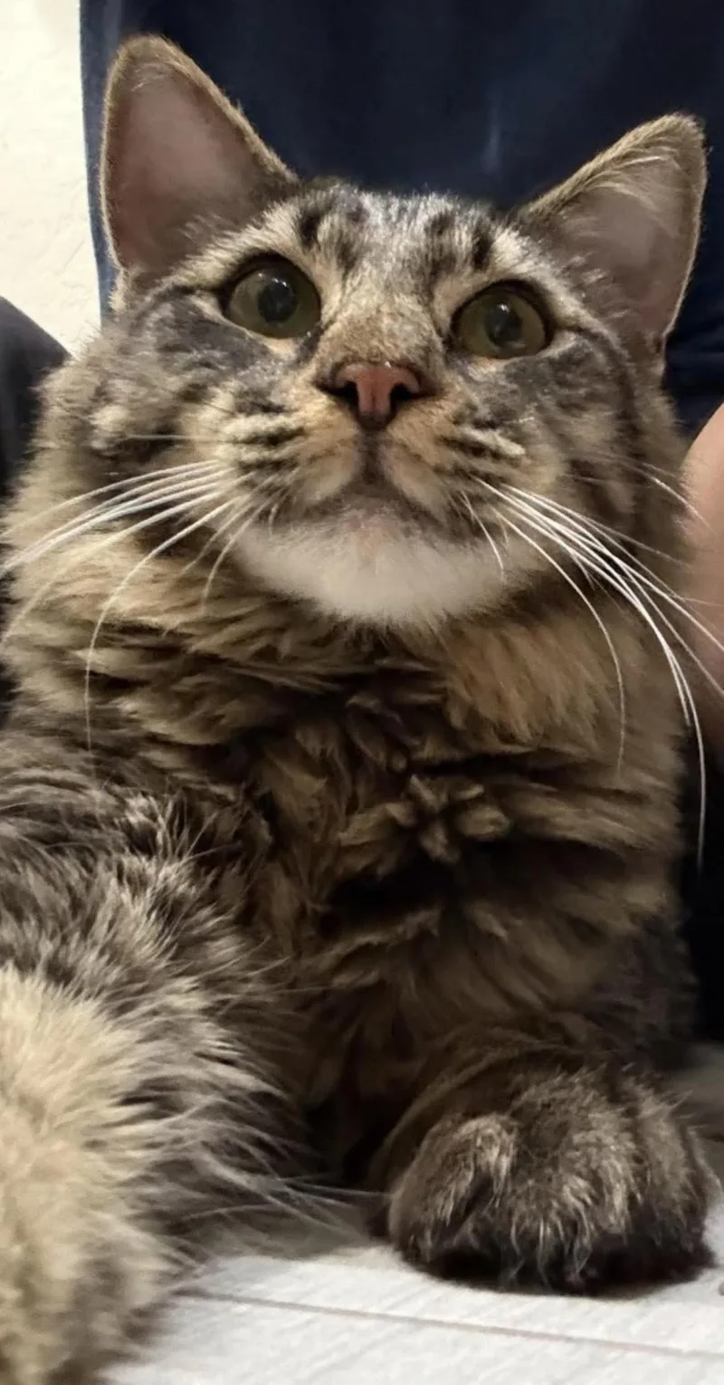 Antoine Le Tiger