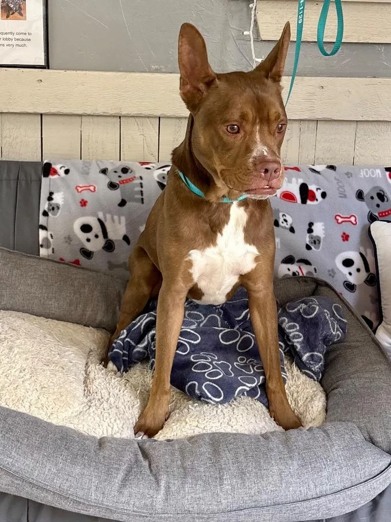 An adult medium-sized female Pit Bull Terrier dog named Lola for adoption in Fort Worth, TX
