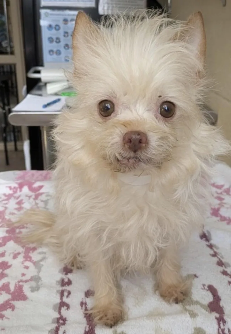 A senior small-sized female Chihuahua dog named Hazel for adoption in Powell Butte, OR