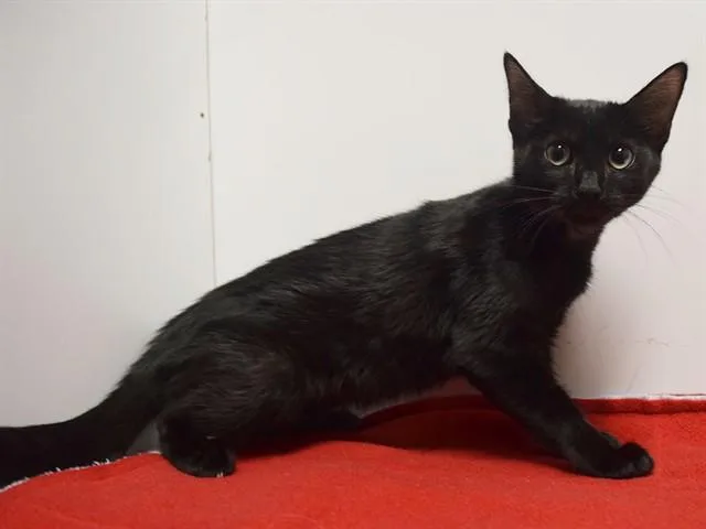 A baby small-sized female Domestic Short Hair cat named Diamond for adoption in Sacramento, CA