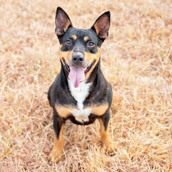 An adult medium-sized female Black Australian Kelpie dog named Ellie for adoption in Justin, TX