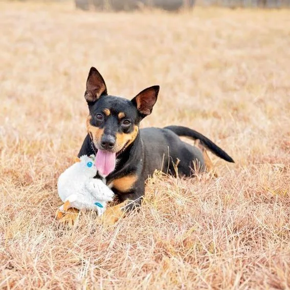 Ellie thumbnail 3