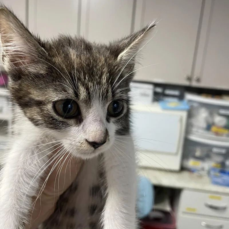 A baby small-sized female Brown / Chocolate Domestic Short Hair cat named Valencia for adoption in Durham, NC