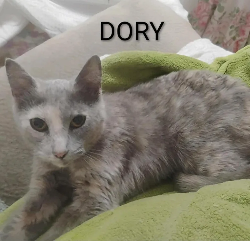 A baby small-sized female Domestic Short Hair cat named Dory for adoption in Groveland, MA
