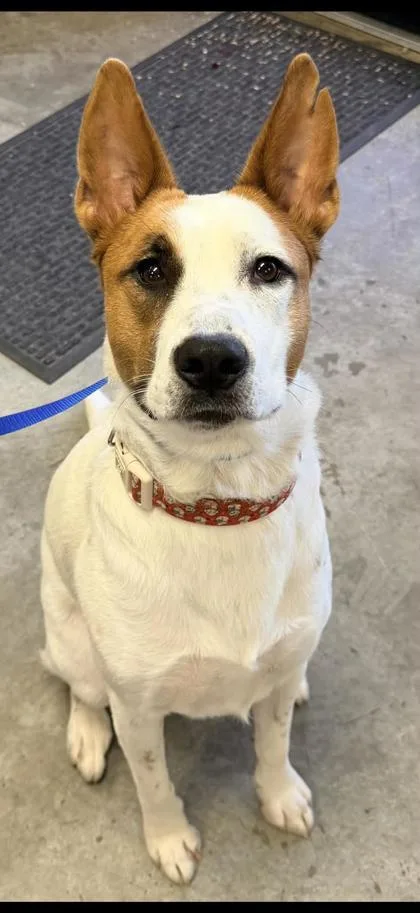 A young small-sized female Australian Cattle Dog / Blue Heeler dog named Cali for adoption in Bowling Green, KY
