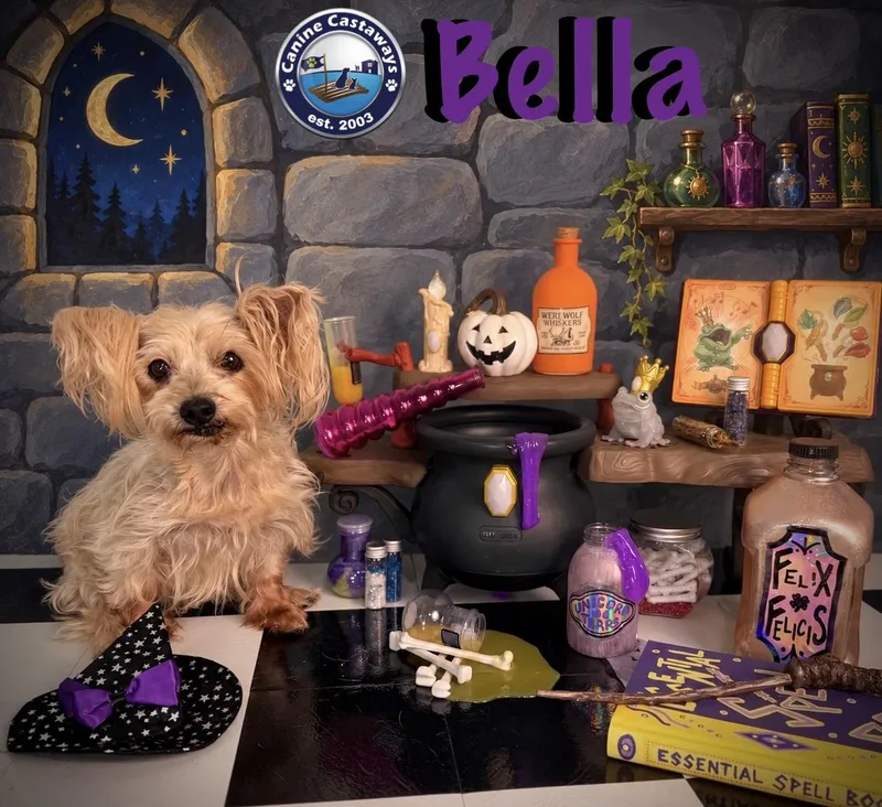Bella thumbnail 3