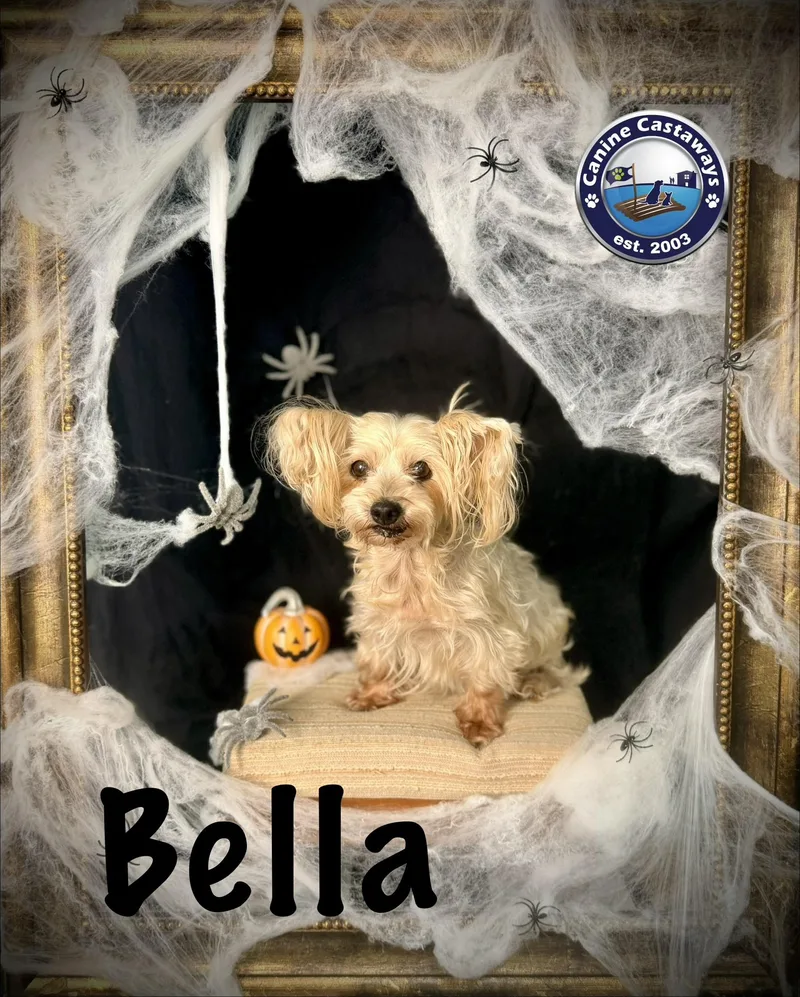 Bella thumbnail 4