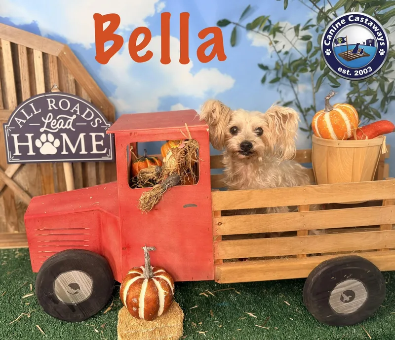 Bella thumbnail 5