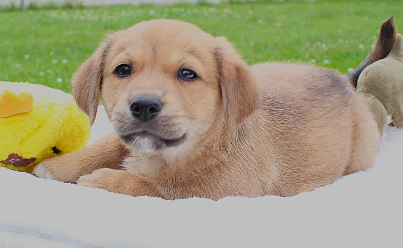 A baby medium-sized male Yellow / Tan / Blond / Fawn Pembroke Welsh Corgi dog named Russell for adoption in Lisbon, IA