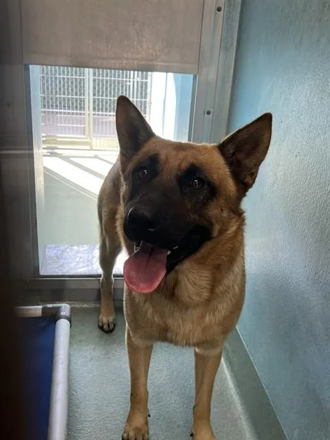 An adult large-sized male German Shepherd Dog dog named A for adoption in Baldwin Park, CA