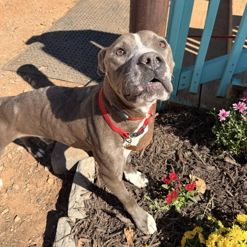 An adult medium-sized male Pit Bull Terrier dog named Jack for adoption in Columbia, SC