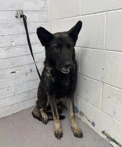 An adult large-sized female German Shepherd Dog dog named Tawny for adoption in San Bernardino, CA