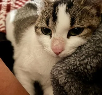 Honey Bunches thumbnail 2