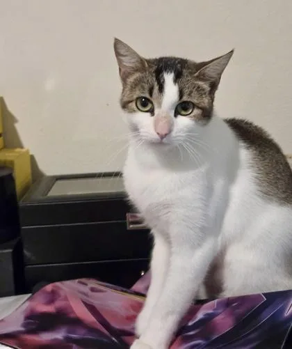 Honey Bunches thumbnail 3