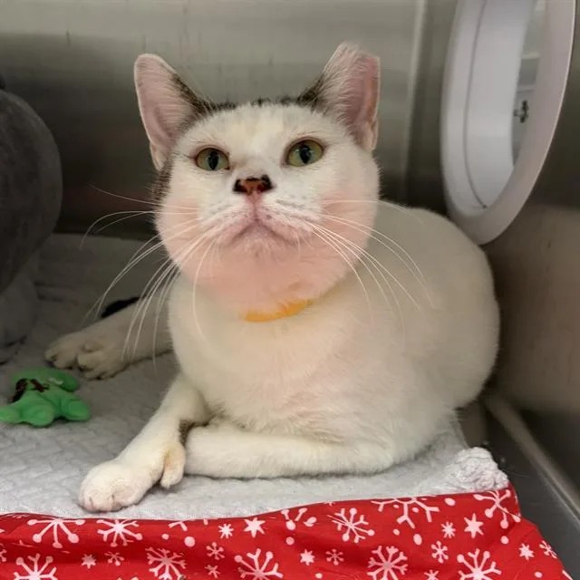 A young small-sized female Domestic Short Hair cat named Turducken for adoption in Centerville, MA