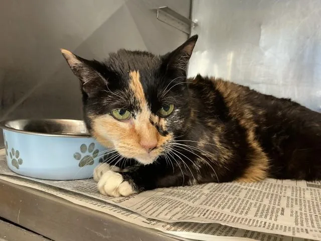 A senior small-sized female Domestic Short Hair cat named Kiska for adoption in San Bernardino, CA