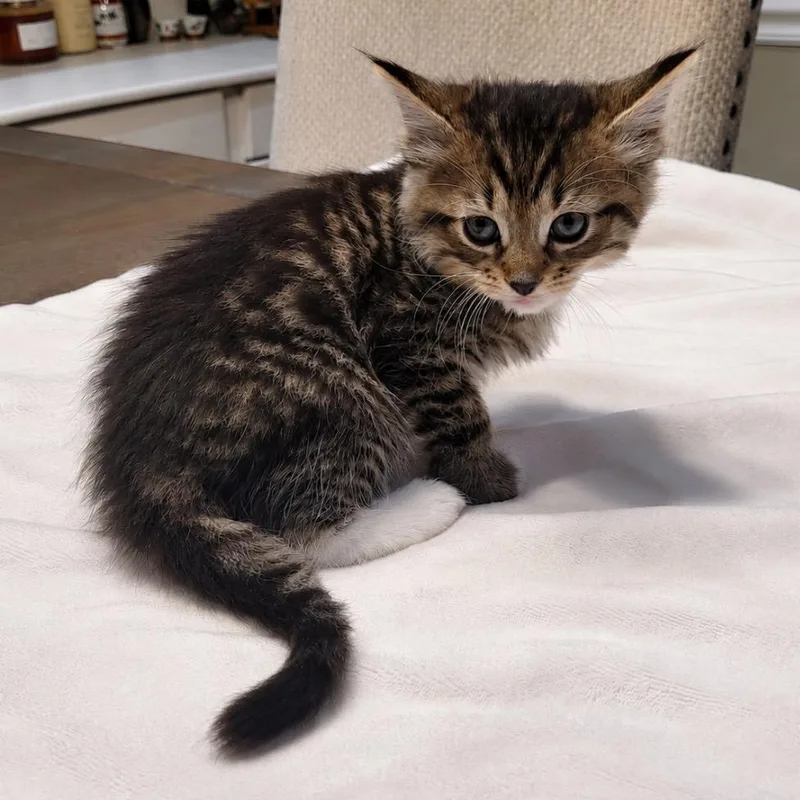 A baby small-sized female White Domestic Short Hair cat named Tills for adoption in Mount Vernon, IN