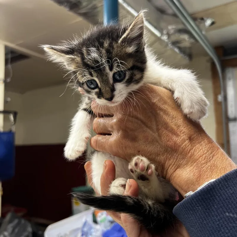 A baby small-sized female Brown / Chocolate Domestic Short Hair cat named Birdie for adoption in Harrisville, WV