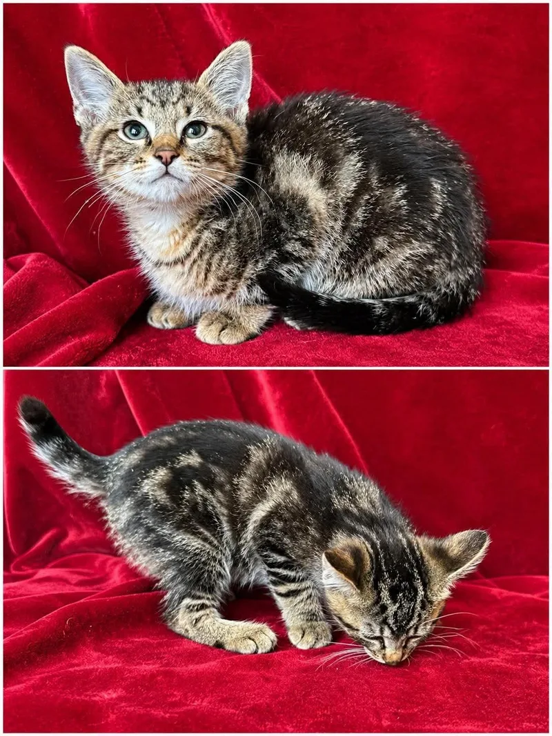 A baby medium-sized male Tabby (Brown / Chocolate) Domestic Short Hair cat named Smalls for adoption in Aberdeen, NC