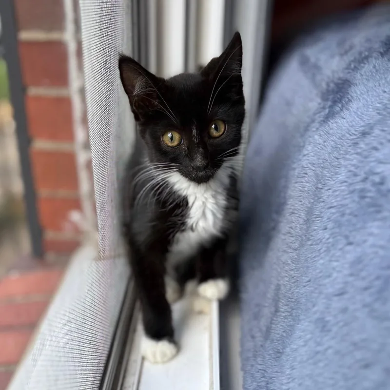 A baby small-sized female Black Domestic Short Hair cat named Elf for adoption in Lexington, KY