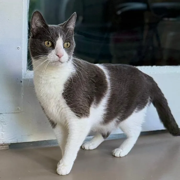 A senior large-sized male Domestic Short Hair cat named Sylus for adoption in Pittsford, VT