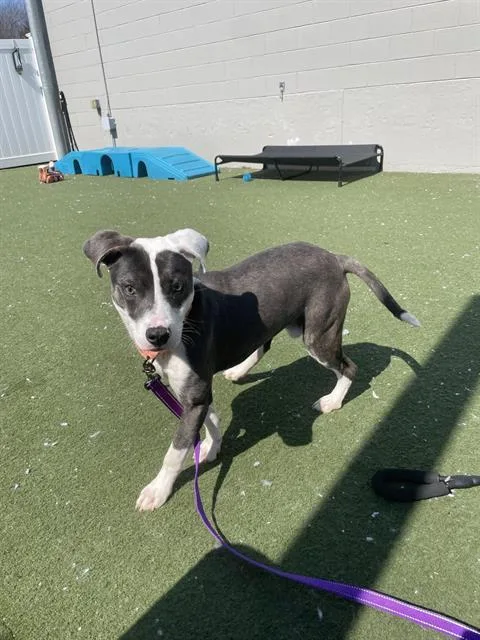 A young medium-sized male Pit Bull Terrier dog named Roscoe for adoption in Boston, MA