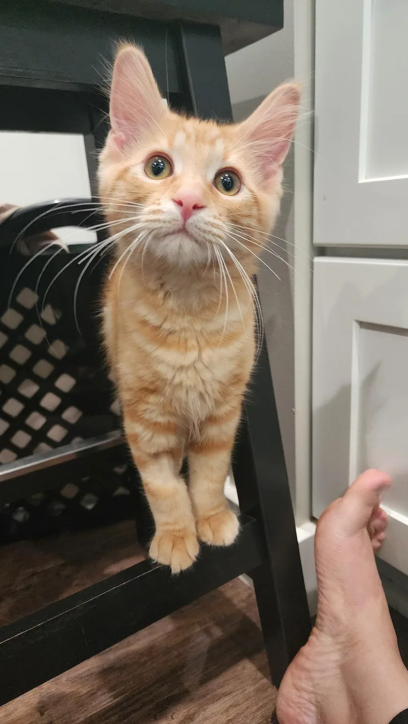 A baby small-sized male Orange / Red Domestic Medium Hair cat named Freddy for adoption in Brighton, MI