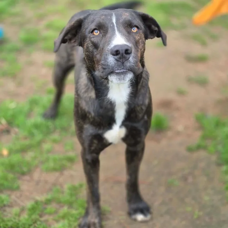 An adult medium-sized female Brindle Labrador Retriever dog named Emmy Lou for adoption in Dover, AR