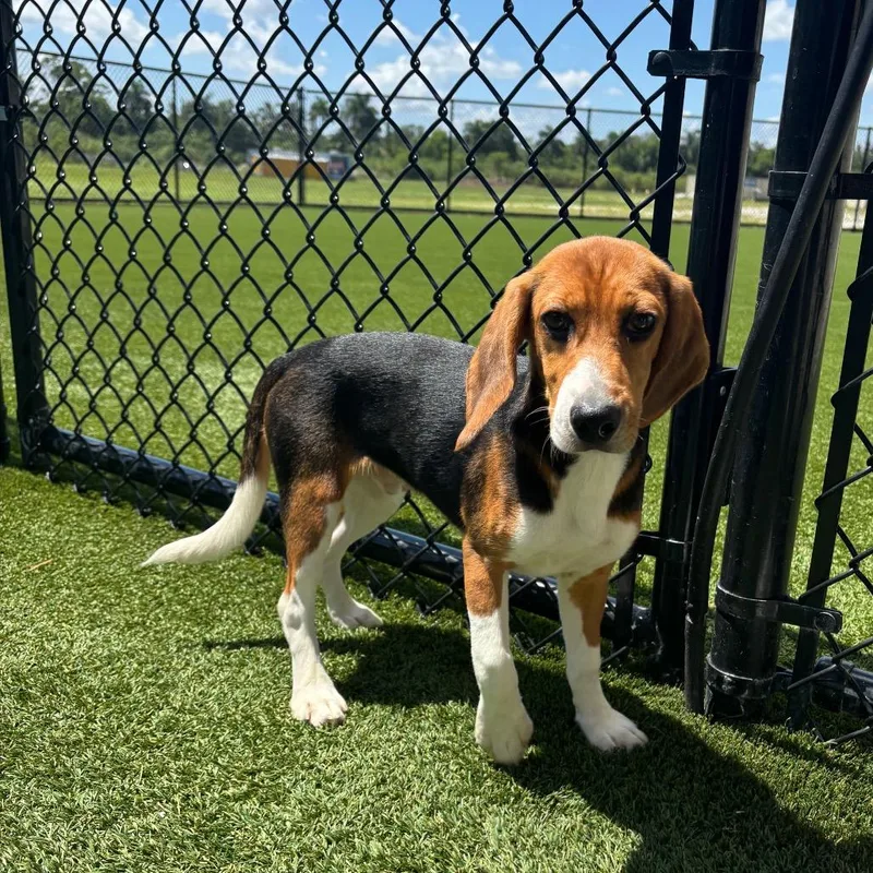 A baby small-sized male Yellow / Tan / Blond / Fawn Beagle dog named BJF  aka Mr. for adoption in LOXAHATCHEE, FL