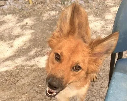 An adult medium-sized female Red / Chestnut / Orange Mixed Breed dog named Tanya for adoption in Georgetown, TX