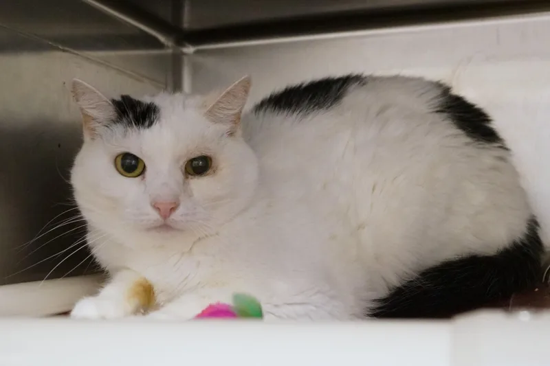 An adult medium-sized female Black & White / Tuxedo Domestic Short Hair cat named Spotty Dotty for adoption in New Milford, CT